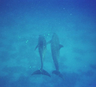 Delfintour SimSim Reisen