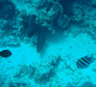 Schwarze Moräne mit Napoleon Fisch