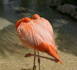 Flamingi