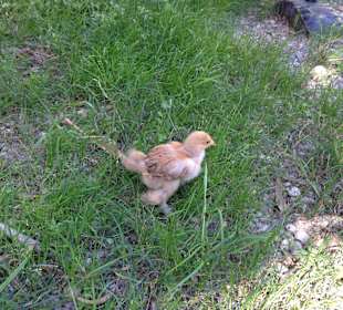 Besuch eines kleines Tierparkes