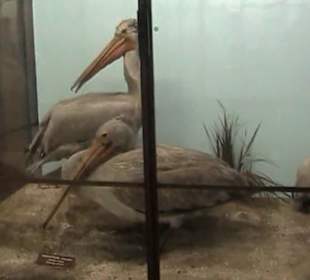 Naturhistorisches Museum