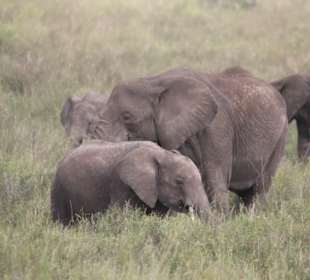 Elefanten
