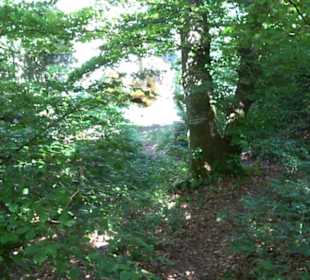 Burg Hohenerpfingen Erpfingen