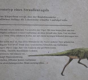 Dinosaurier Museum Altmühltal
