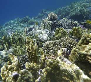 Schnorcheln Makadi Bay