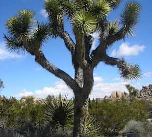 Joshua Tree