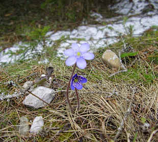 Frühlingsboten am Wegrand