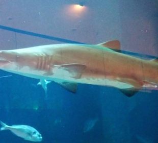 Haie in originaler Größe