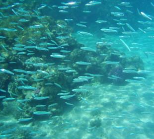 Hausriff Fort Arabesque