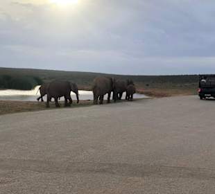 Addo Elephant Nationalpark