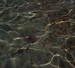 Unerwünschter Badegast