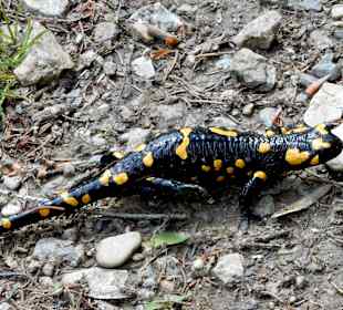 Feuersalamander