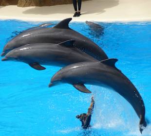 Arbeiten mit den Delfinen