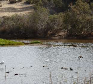 Naturschutzgebiet in Maspalomas