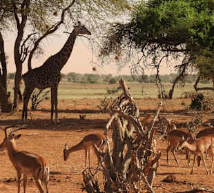 Tsavo-East-Nationalpark