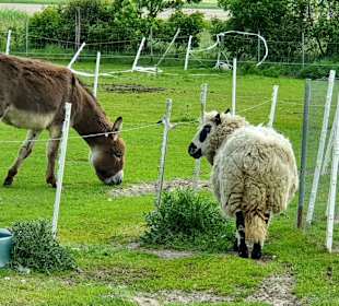 Wandern De Koog/Texel