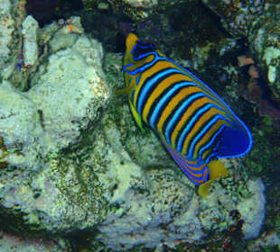 Schnorcheln am Hausriff