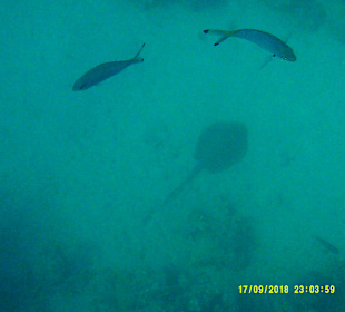 Schnorcheln Marsa Alam