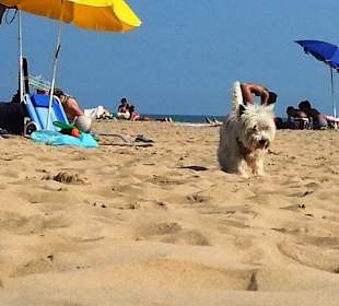 Direkt am Hundestrand freier Bereich