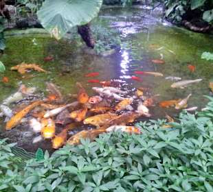 Palmiarnia Poznańska