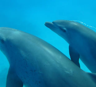 Delfinausflug in Hurghada