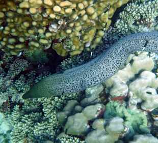 Rwelt Riff Rohanou Beach Resort