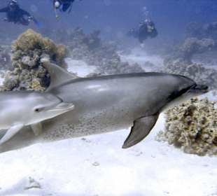 Taucherlebnis - Delfine