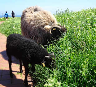 Schafe laufen frei auf Helgolands Oberland