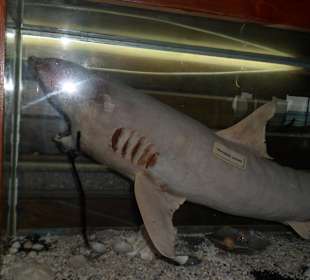 Sindbad Submarine - Wartebereich