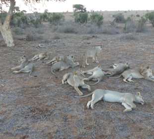 Löwengruppe in Tsavo Ost