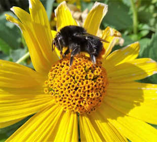 Rundgang durch den Botanischen Garten