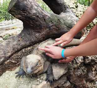 Streichelzoo der Tanama Ranch