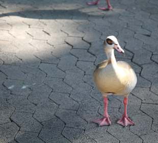 Company Gardens Kapstadt