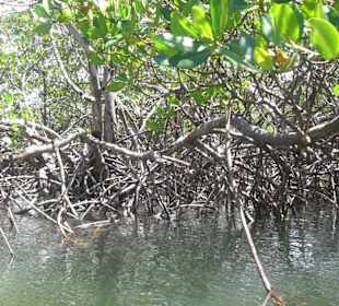 Durch die Mangroven - Tour Cayo Paraiso
