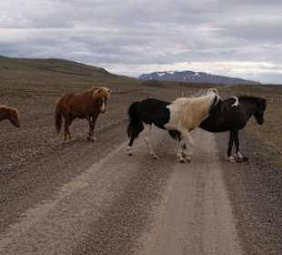 Frei laufende Islandpferde - Vatnsnes-Halbinsel