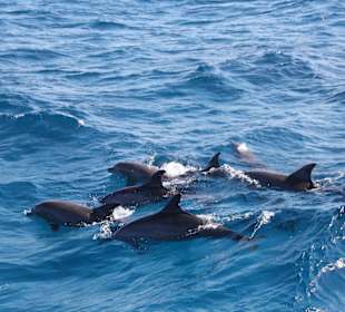 E.T.S.Delfin und Schnorchetour. Spitze