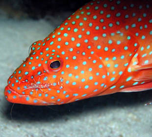 Auf der Putzerstation