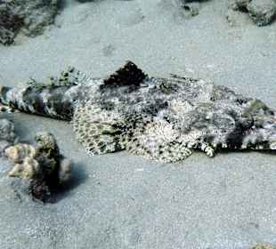 Schnorcheln Makadi Bay