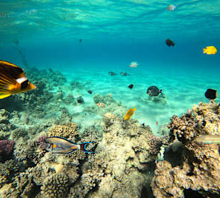 Schnorcheln Makadi Bay