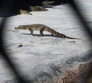 Kroko
