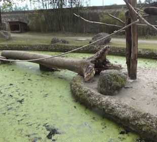 Südamerika Bereich - Capybara