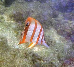 Fische am Hausriff Coral Cove Chalet