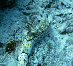 Schnorcheln Marsa Alam