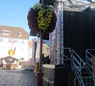 Chrysanthema Lahr