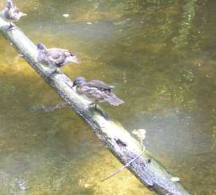 Badenburger See