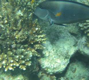 Riff Korallen - Hotel Citadel Azur Resort