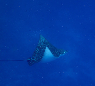 Einer von zwei Adlerrochen, die wir gesehen haben