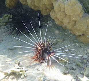 Strahlenfeuerfisch am Carnelia Beach Resort