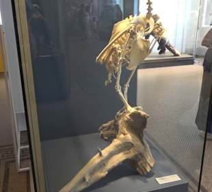 Museum für Naturkunde