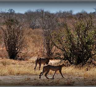 Piękne dzikie koty - on i ona (gepardy)